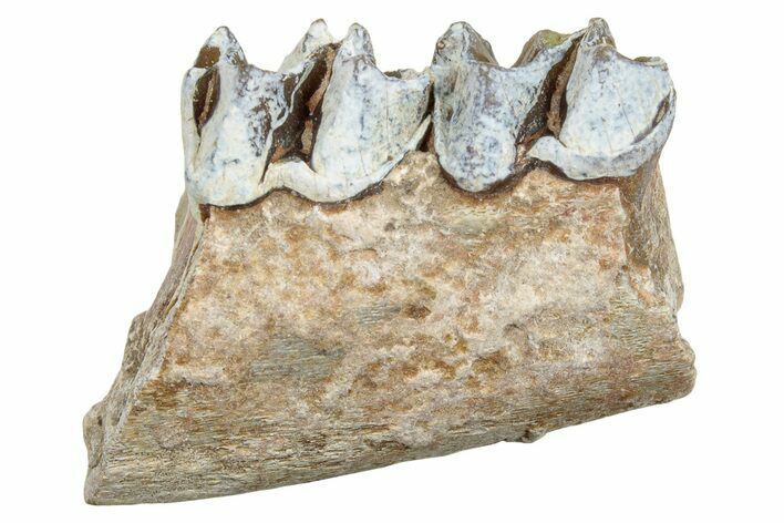 Fossil Horse (Mesohippus) Jaw Section - South Dakota #254962